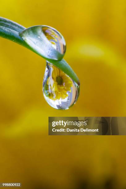 asiatic lily flowers covered with dew, washington state, usa - asiatic lily - fotografias e filmes do acervo