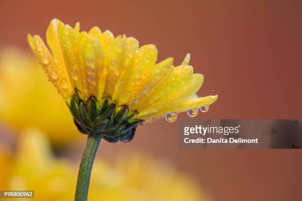 dew drops on yellow mum (chrysanthemum), sammamish, washington state, usa - sammamish stock pictures, royalty-free photos & images
