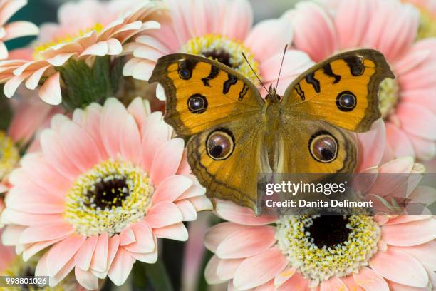 peacock pansy (junonia almana) found in southeast asia resting on blooming gerber daisy (gerbera), washington state, usa - ocello foto e immagini stock