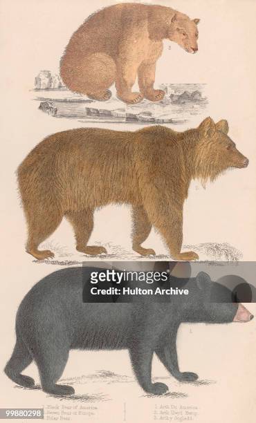 Three bears, from bottom to top, the American black bear, the European brown bear and the polar bear, circa 1800. The names are written below in...