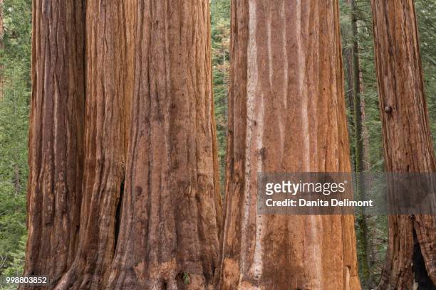 sequoia trees at sequoia national park, california, usa - sequoia stock pictures, royalty-free photos & images