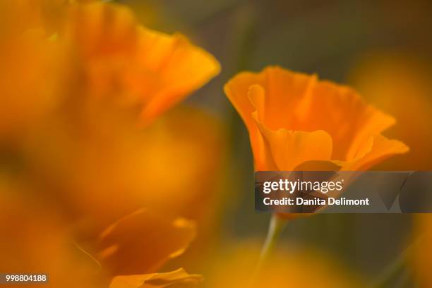 close-up of mexican gold poppy (eschscholzia mexicana), arizona, usa - mexicana stock pictures, royalty-free photos & images