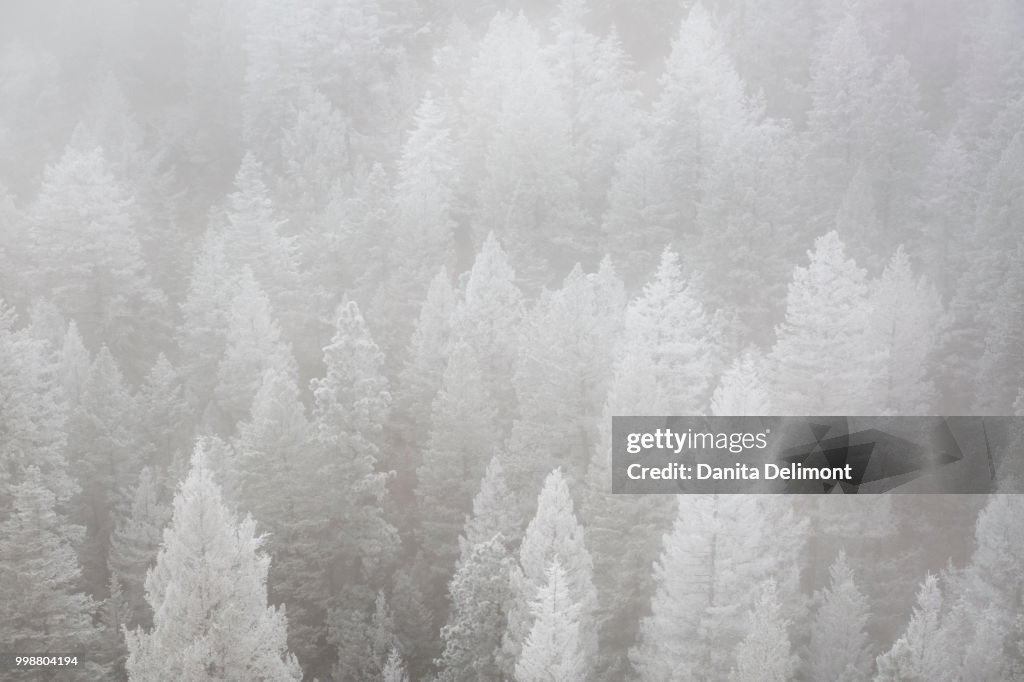 Hoarfrost and fog in winter forest, Pike National Forest, Colorado, USA