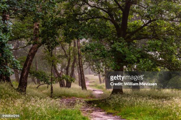 misty path of trees - william mevissen stock pictures, royalty-free photos & images