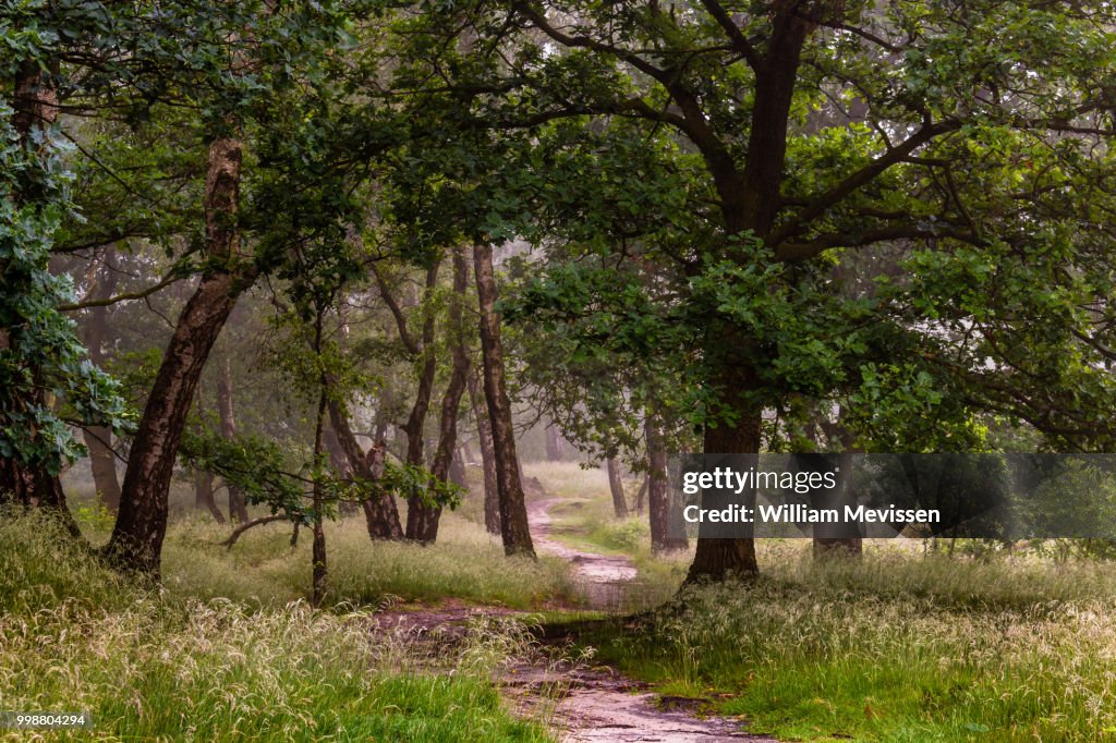 Misty Path Of Trees