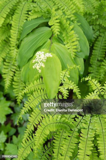 false solomon's seal (maianthemum racemosum) flower among maidenhair fern (adiantum), great smoky mountains national park, tennessee, usa - freshness seal stock pictures, royalty-free photos & images