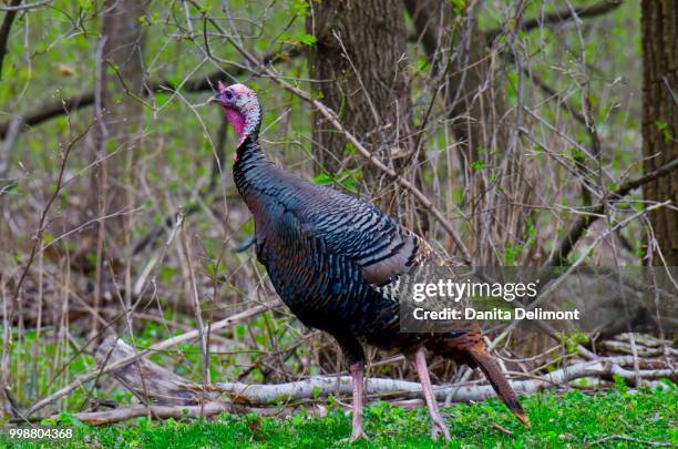 wild turkey (meleagris gallopavo) in urban woods, mendota heights, minnesota, usa - build presents the cast of crown heights stockfoto's en -beelden