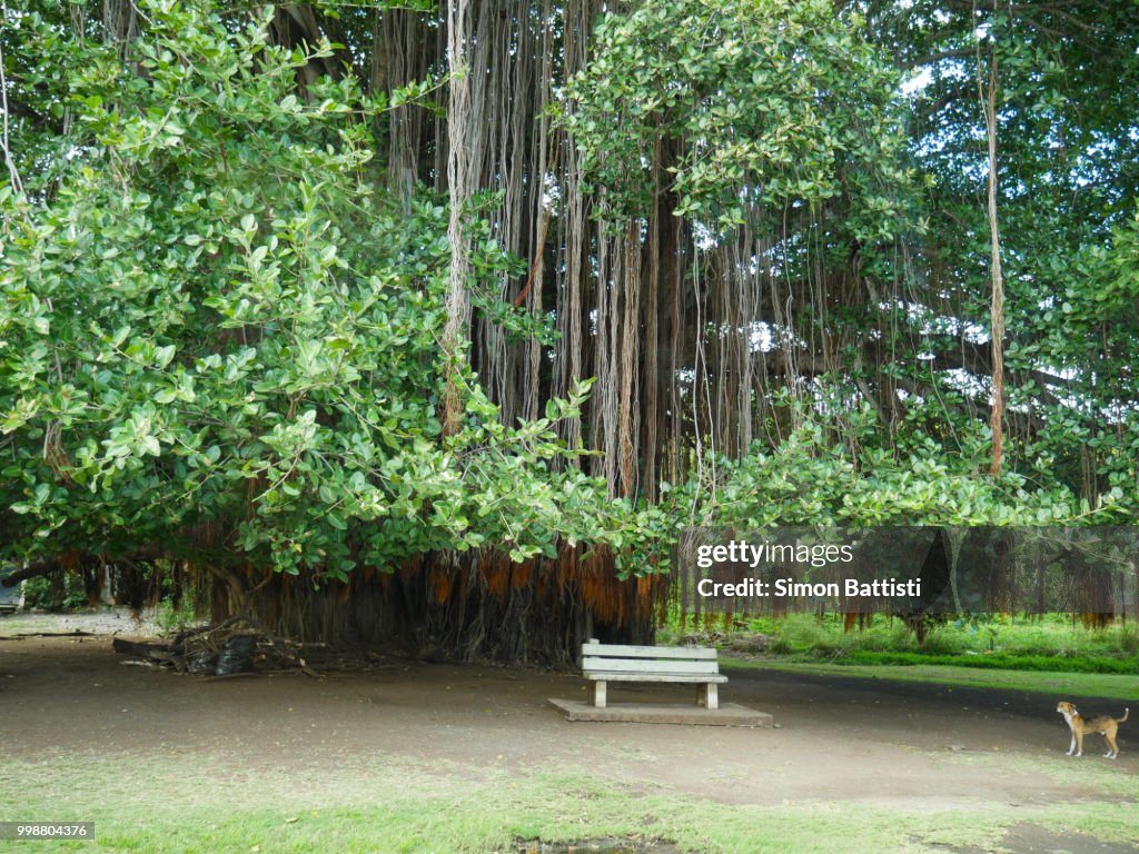 Special tree in Mauritius