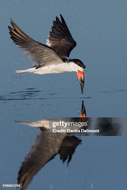black skimmer (rhynchops niger) with freshly caught fish in national wildlife refuge, merritt island, florida, usa - carrying in mouth stock pictures, royalty-free photos & images