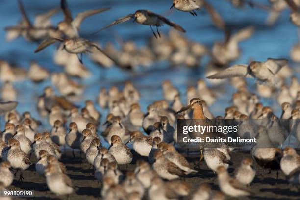 long-billed dowitcher (limnodromus scolopaceus) surrounded by western sandpipers (calidris mauri) and one dunlin (calidris alpina), grays harbour, washington state, usa - dunlin bird stock pictures, royalty-free photos & images