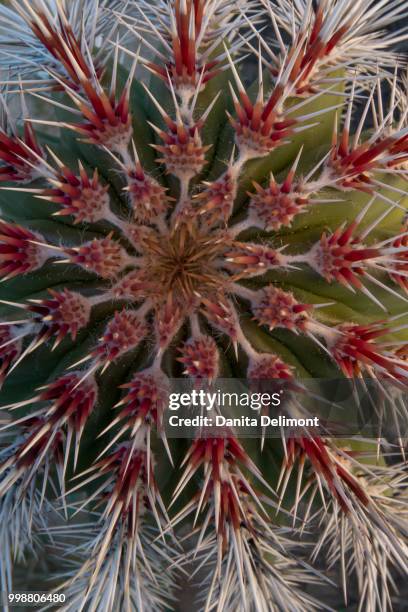 detail of cardoon cactus (pachycereus pringlei) thorns, baja california, mexico - cardon stock-fotos und bilder