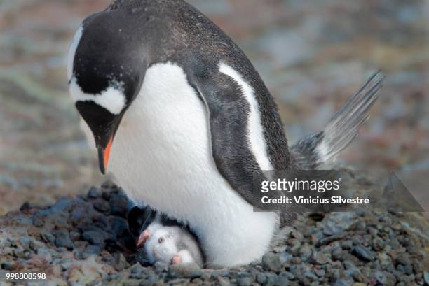 penguin - fauna silvestre stock-fotos und bilder
