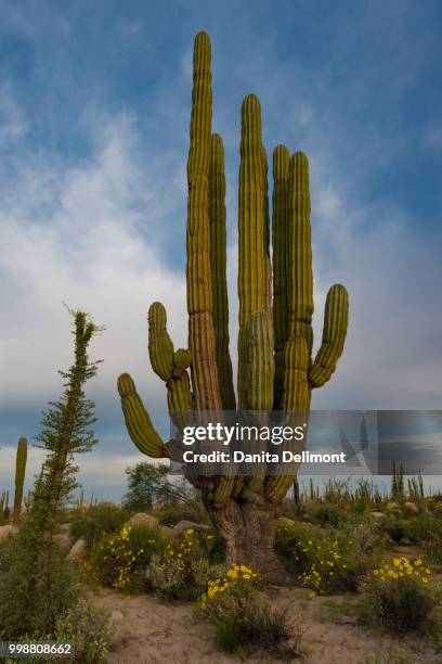 early morning light on boojum tree and cardon cactus (pachycereus pringle) near catavina, baja california, mexico - pachycereus - fotografias e filmes do acervo