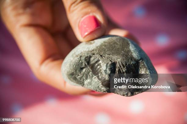 closeup of a stone with a prehistoric fossil on the surface. - era mesozoica imagens e fotografias de stock