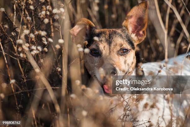 jack russell terrier during a hunt on a sunny fall day. - terrier jack russell foto e immagini stock