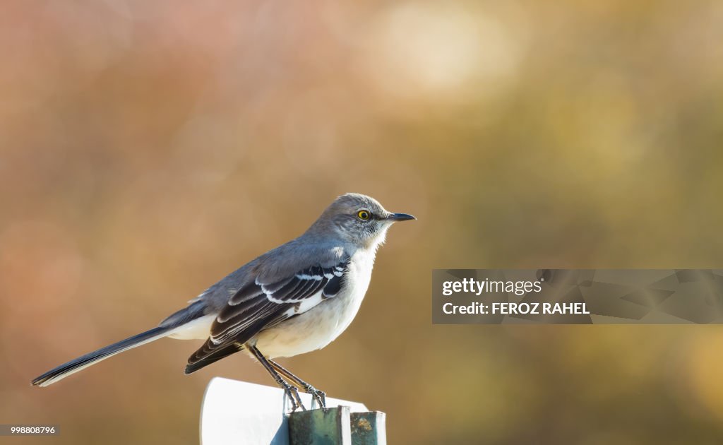 Mocking Bird High-Res Stock Photo - Getty Images