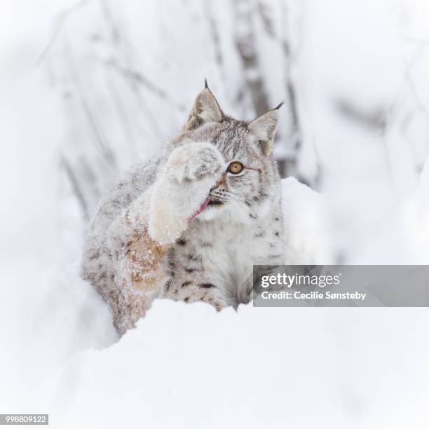 watching - luchs stock-fotos und bilder