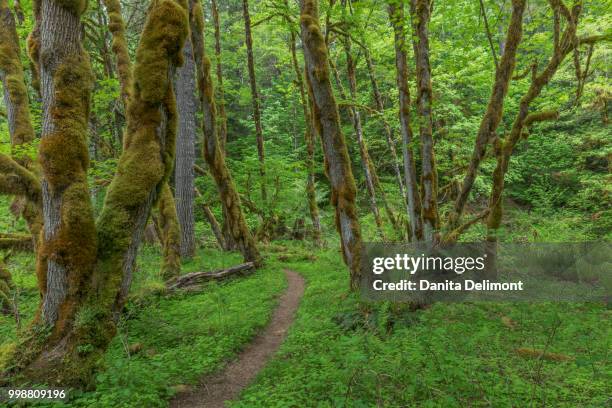 trail and forest, gifford pinchot national forest, washington state, usa - gifford pinchot national forest stock pictures, royalty-free photos & images