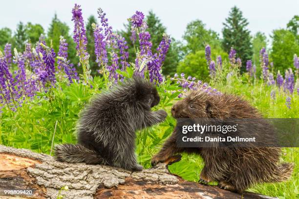 captive porcupine adult and young on log, minnesota wildlife connection, minnesota, usa - minnesota wildlife connection stock pictures, royalty-free photos & images