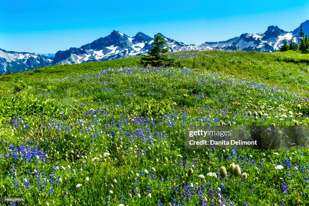 American Bistort (Polygonum bistortoides) and Lupine wildflowers. Tatoosh Range, Mount Rainier National Park, Washington State, USA