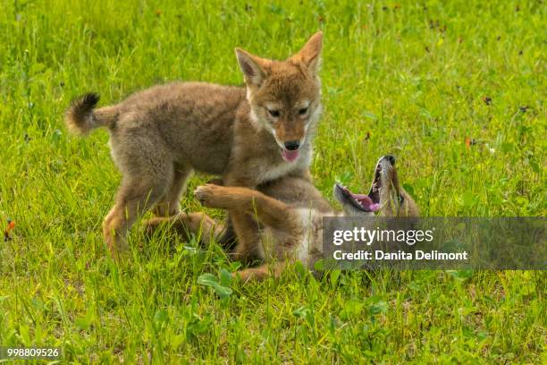 captive coyote (canis latrans) pups playing in hawkweed, minnesota wildlife connection, minnesota, usa - minnesota wildlife connection stock pictures, royalty-free photos & images