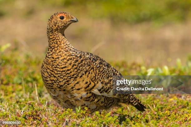 female willow ptarmigan (lagopus lagopus) in tundra, nome, alaska, usa - ptarmigan stock-fotos und bilder