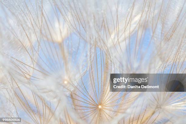 close up of yellow salsify flower (tragopogon) seeds, british columbia, canada - salsify stock-fotos und bilder