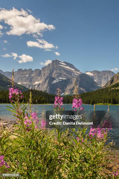 landscape with grinnell point and swiftcurrent lake, glacier national park, montana, usa - grinnell lake bildbanksfoton och bilder