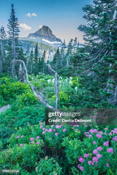 mountain landscape with spirea flowers and bear grass, glacier national park, montana, usa - spirea stock pictures, royalty-free photos & images