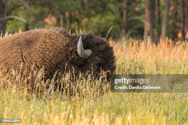 bison (bison bison) resting in grass, custer state park, south dakota, usa - south dakota 個照片及圖片檔