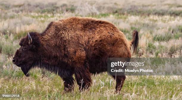bison - mormon row - grand teton national park - national bison gebirge stock-fotos und bilder