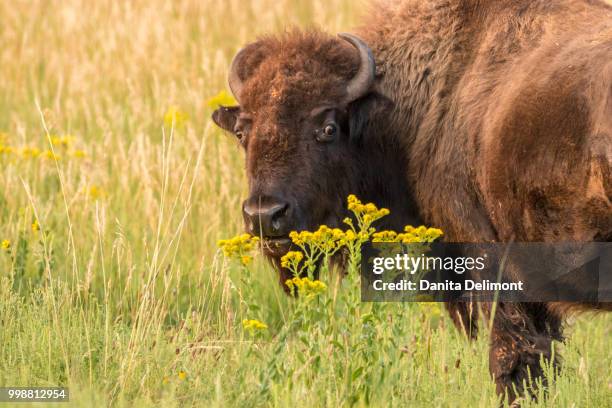 bison (bison bison) amid wildflowers and grass, custer state park, south dakota, usa - south dakota 個照片及圖片檔