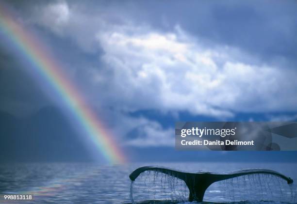 humpback whale (megaptera novaeangliae) lobtailing against rainbow, inside passage, alaska, usa - walflosse stock-fotos und bilder