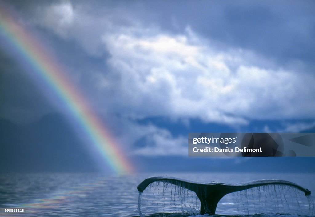 Humpback Whale (Megaptera novaeangliae) lobtailing against rainbow, Inside Passage, Alaska, USA