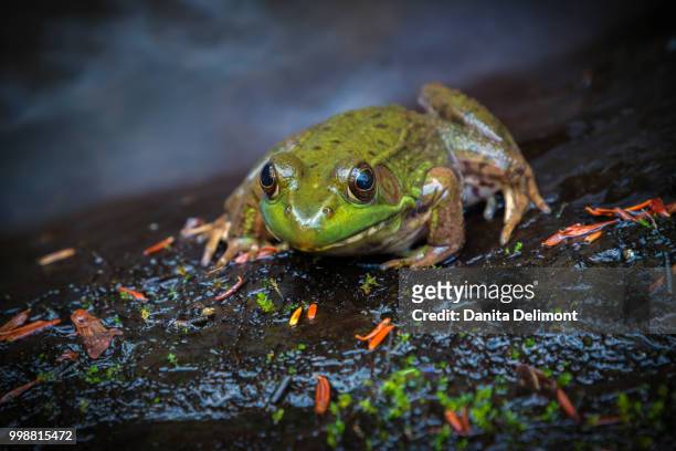 frog perching on rock, delaware water gap recreational area, pennsylvania, usa - delaware water gap stock pictures, royalty-free photos & images
