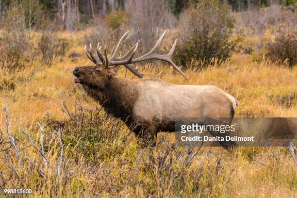 bull elk (cervus canadensis) bugling, rocky mountain national park, colorado, usa - bramar fotografías e imágenes de stock