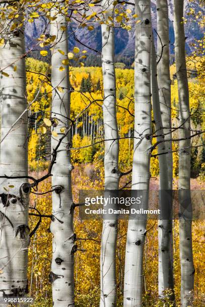 fall colors at kebler pass, crested butte, colorado, usa - pitkin county stock pictures, royalty-free photos & images