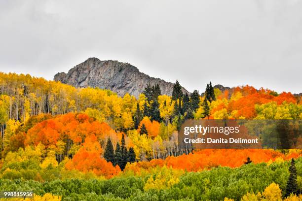 vibrant fall colors, crested butte, colorado, usa - pitkin county stock pictures, royalty-free photos & images