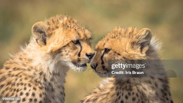 siblings love - braun stock pictures, royalty-free photos & images