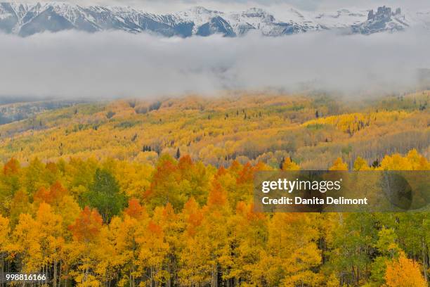 foggy morning on ohio pass with aspens in fall color near crested butte, colorado, usa - pitkin county stock pictures, royalty-free photos & images