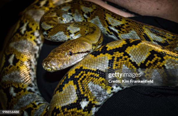 reticulated python - hanging out - netzpython stock-fotos und bilder