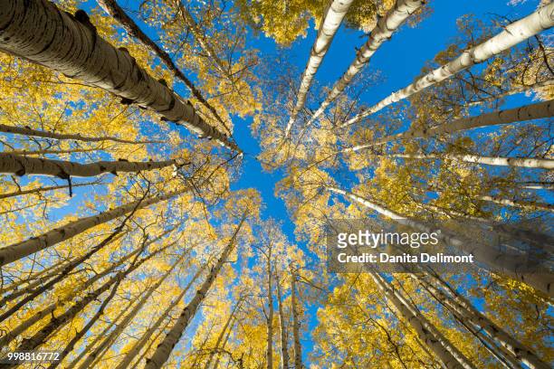 looking up at aspen trees, crested butte, colorado, usa - pitkin county stock pictures, royalty-free photos & images