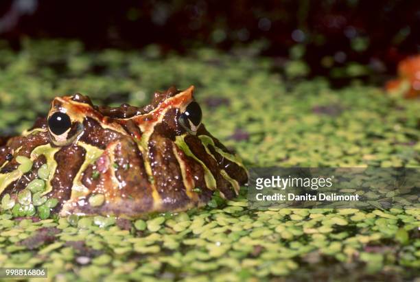 cranwell's horned frog (ceratophrys cranwelli) looking at camera from above water, brazil - horned frog stock pictures, royalty-free photos & images