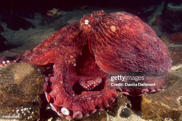 giant pacific octopus (enteroctopus dofleini), at seattle aquarium main tank display, seattle, washington state, usa - ventosa tentacolare foto e immagini stock