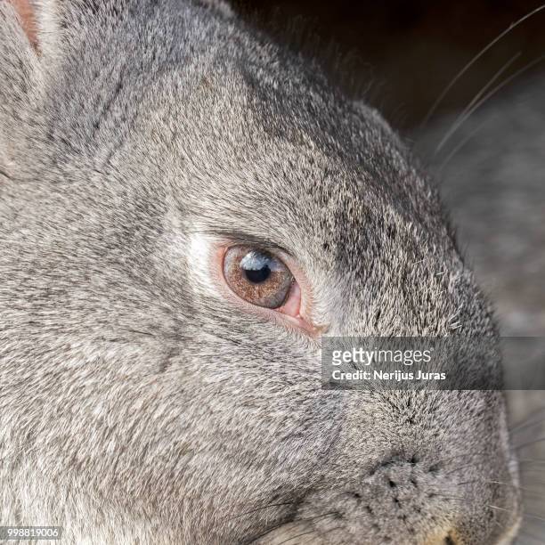 portrait of gray rabbit - rock hyrax stock pictures, royalty-free photos & images