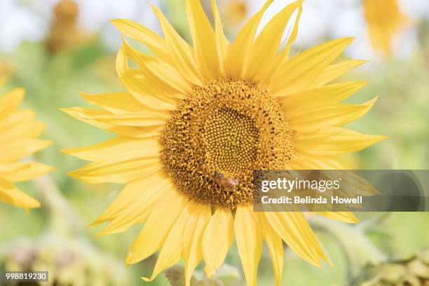 australian children have a day out exploring sunflower field - gazania stock pictures, royalty-free photos & images