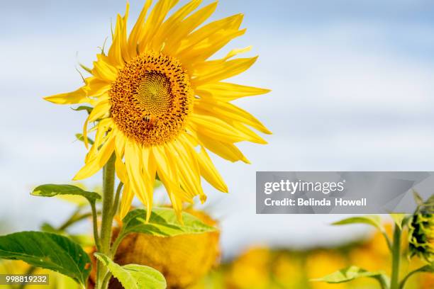 australian children have a day out exploring sunflower field - gazania stock pictures, royalty-free photos & images