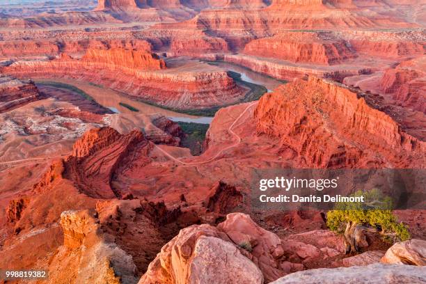 dead horse point in early morning, dead horse state park, moab, utah, usa - dead horse point state park stock pictures, royalty-free photos & images