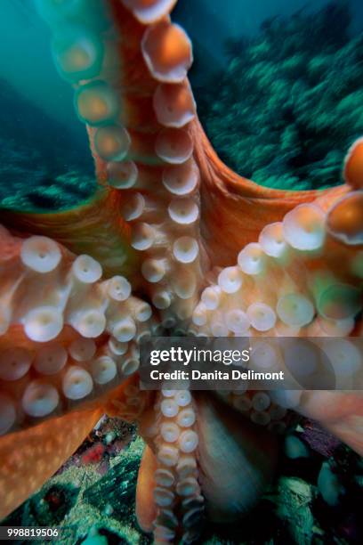 giant pacific octopus (enteroctopus dofleini), puget sound, washington state, usa - zuignap stockfoto's en -beelden