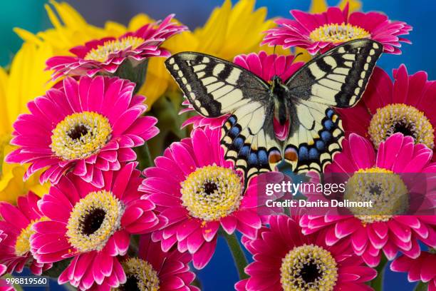 old world swallowtail butterfly (papilio machaon) on pink gerber daisy (gerbera), washington state, usa - old world swallowtail stock pictures, royalty-free photos & images